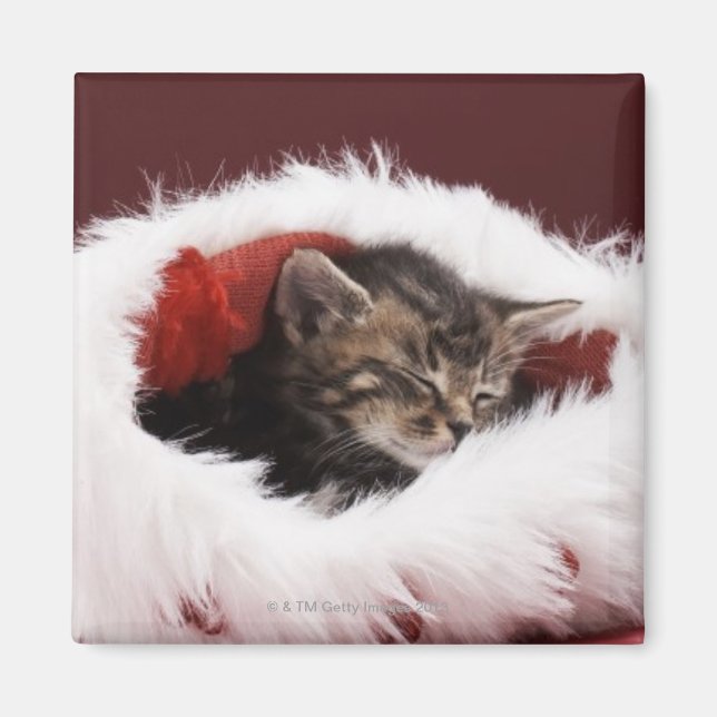 Kitten asleep in Christmas hat Magnet (Front)