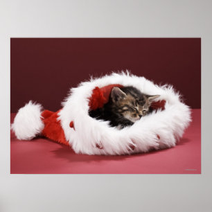 Kitten asleep in Christmas hat Poster