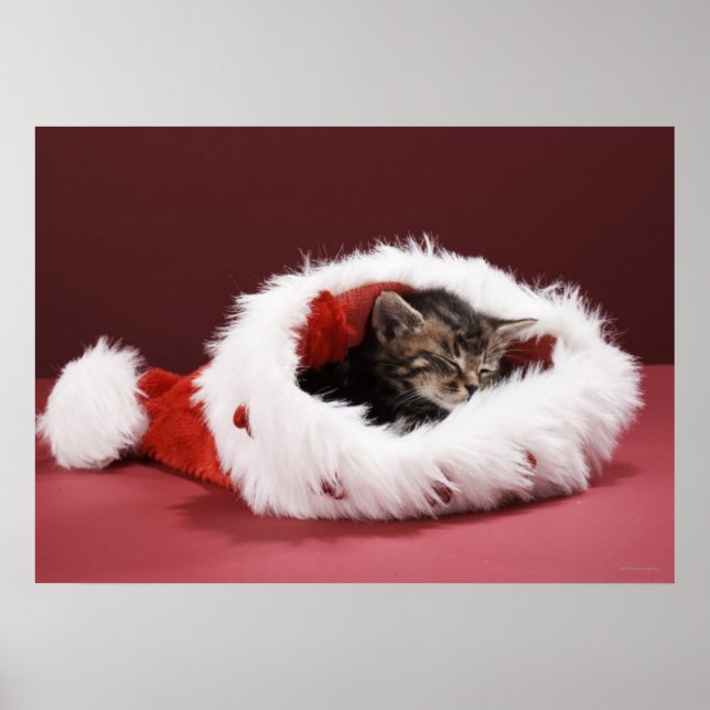Kitten asleep in Christmas hat Poster (Front)