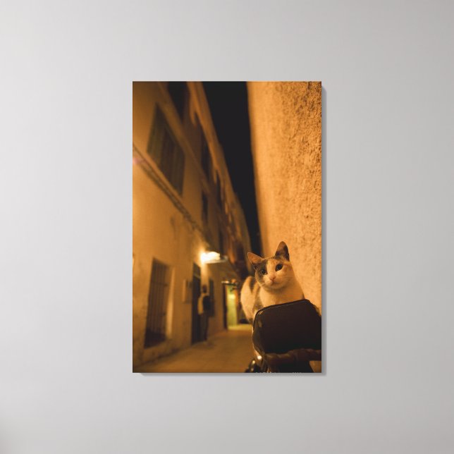 Kitten at dusk, Morocco Canvas Print (Front)