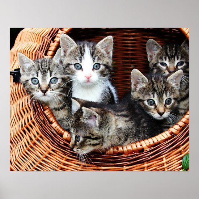 Kitten Basket Poster (Front)
