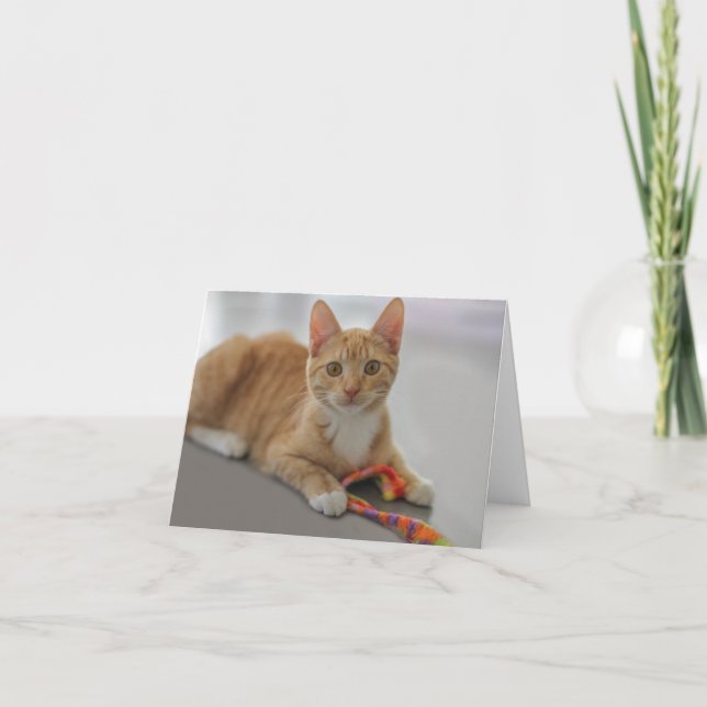 Kitten Blank Note Card by Focus for a Cause (Front)