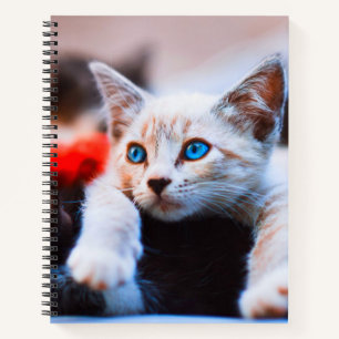 Kitten Blue Eyed Adorable Cute Cat Notebook