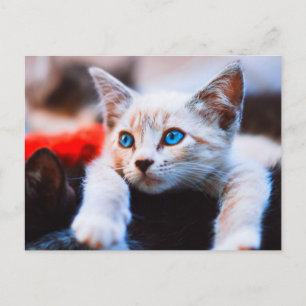 Kitten Blue Eyed Adorable Cute Cat Postcard