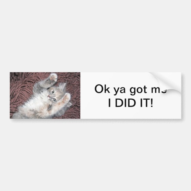 Kitten bumper sticker (Front)
