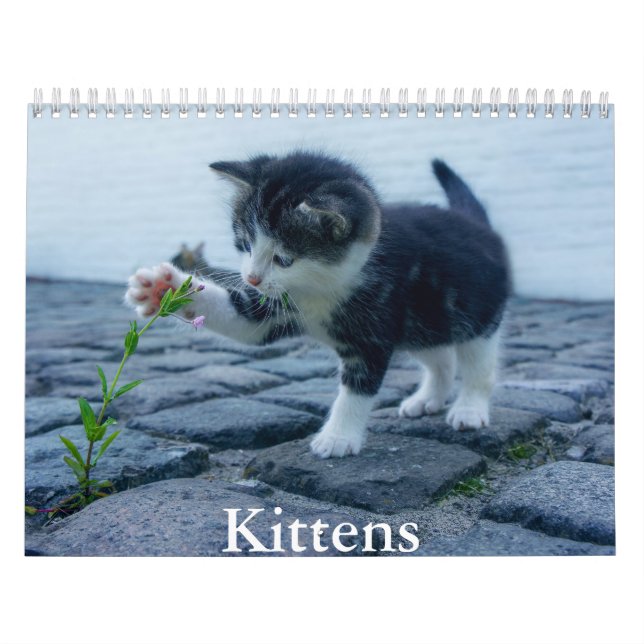 Kitten Calendar (Cover)