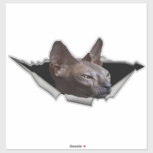 Kitten Canadian Sphynx Car sticker Sphynx