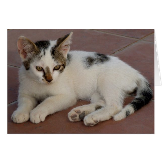 Kitten Card (Front Horizontal)