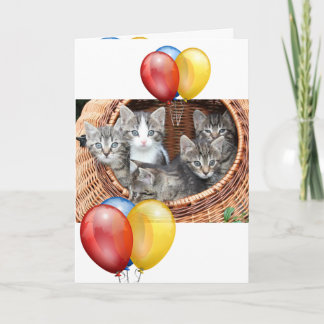 Kitten  card