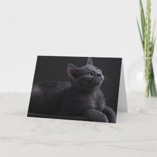 Kitten Card