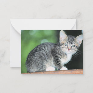 Kitten Card