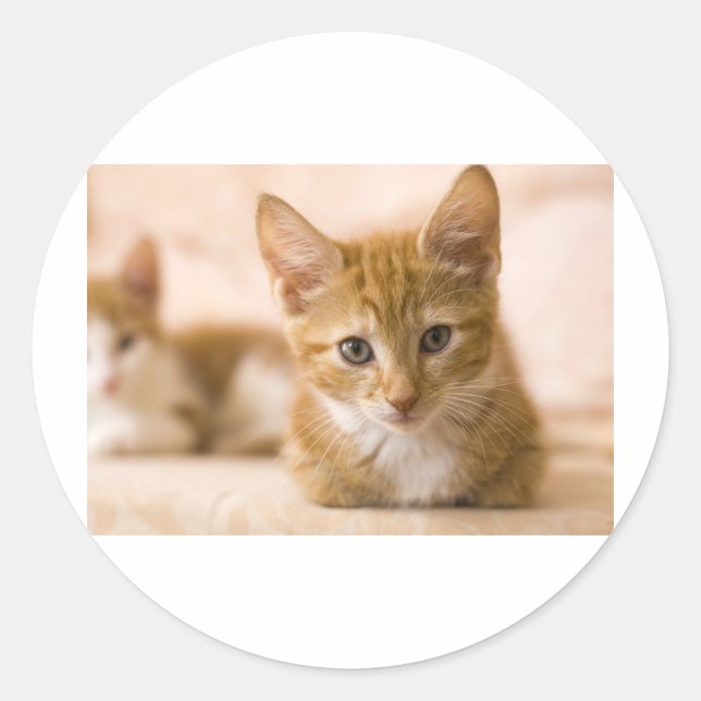 kitten cat classic round sticker (Front)