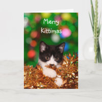 Kitten Christmas