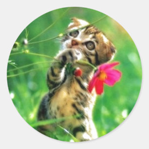 Kitten Circle Shape Stickers