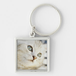 Kitten, close-up 2 key ring