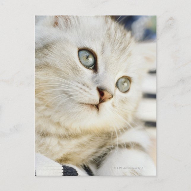 Kitten, close-up 2 postcard (Front)