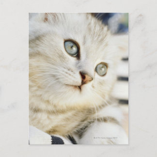 Kitten, close-up 2 postcard