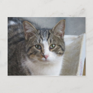 Kitten Close Up Postcard