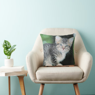 Kitten Cushion