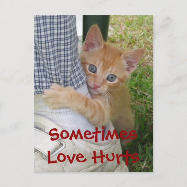 Kitten Dax Love Hurts Postcard (Front)