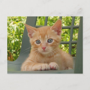 Kitten Dax Postcard