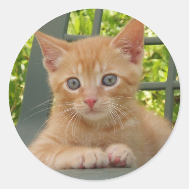 Kitten Dax Sticker (Front)