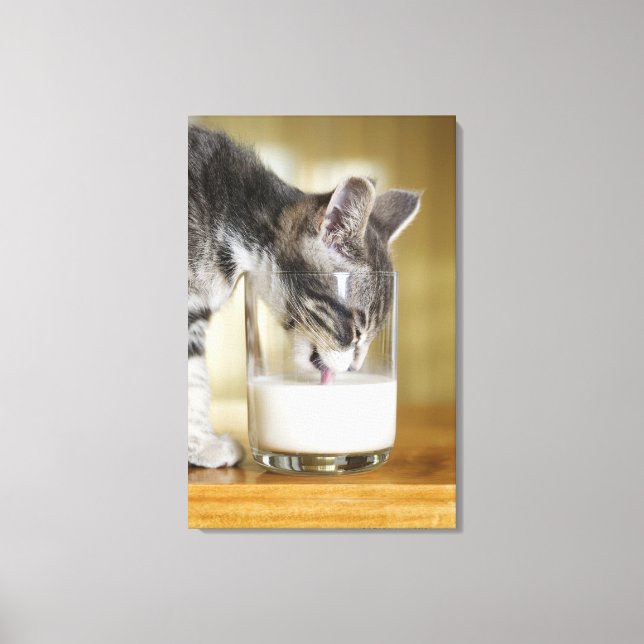 Kitten drinking milk from glass canvas print (Front)