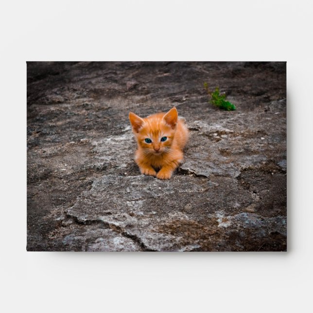 Kitten Envelope (Front)
