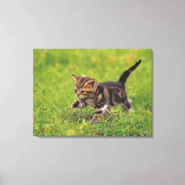 Kitten exploring lawn canvas print (Front)