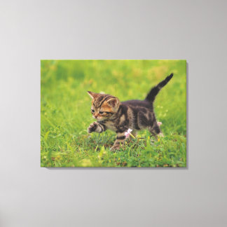 Kitten exploring lawn canvas print