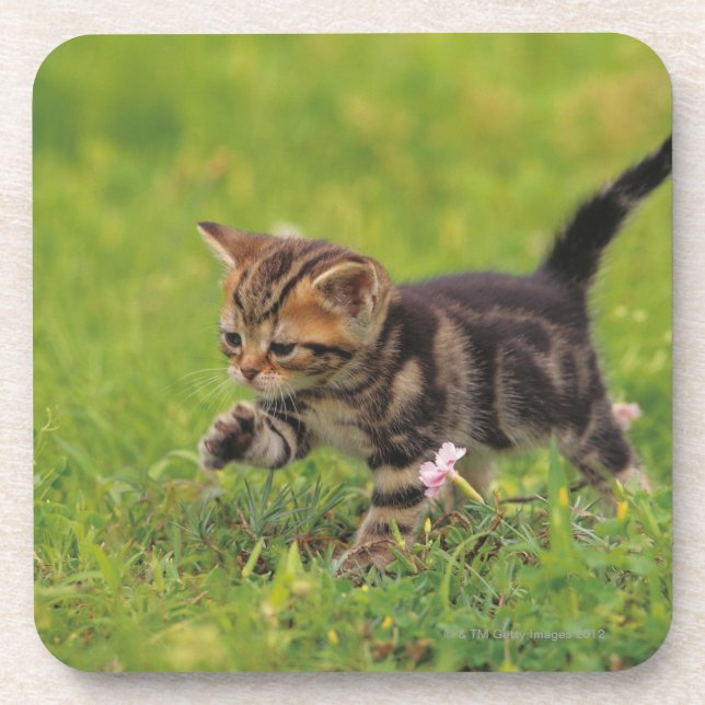 Kitten exploring lawn coaster (Front)