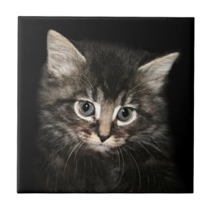 Kitten face tile