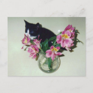 Kitten Flowers Vase Postcard
