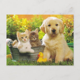 Kitten & Golden Retriever Puppy Dog Blank Postcard