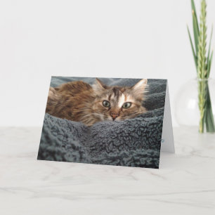 kitten greeting card #1
