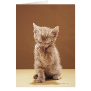 Kitten grooming