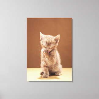 Kitten grooming canvas print