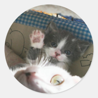 Kitten hello classic round sticker