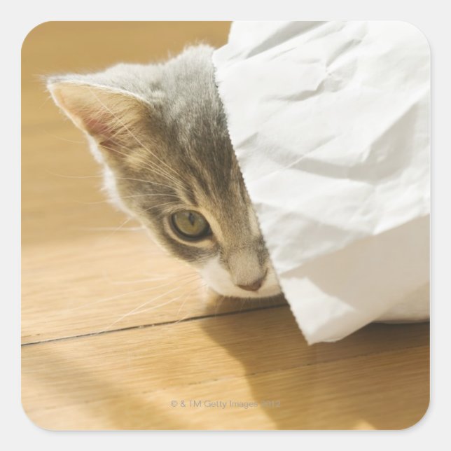 Kitten hiding in paper bag square sticker (Front)