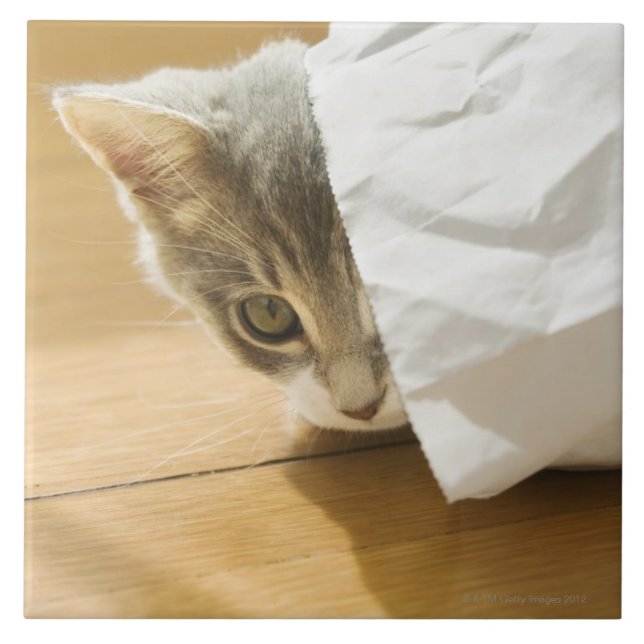Kitten hiding in paper bag tile (Front)