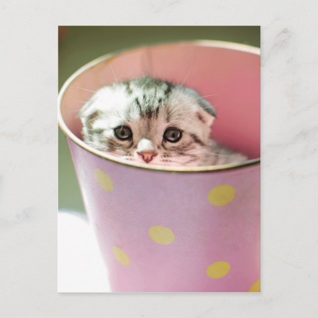 Kitten Hiding Postcard (Front)