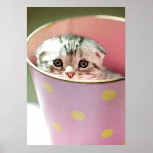 Kitten Hiding Poster