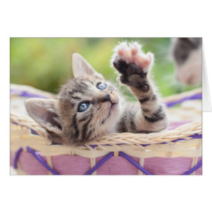 Kitten In A Basket
