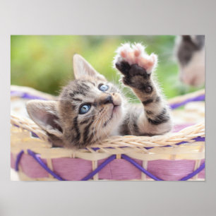 Kitten In A Basket Poster