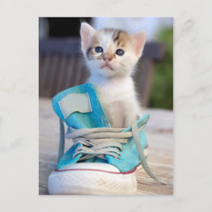 Kitten In A Shoe Postcard