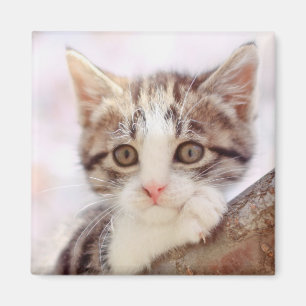 Kitten In A Tree Magnet