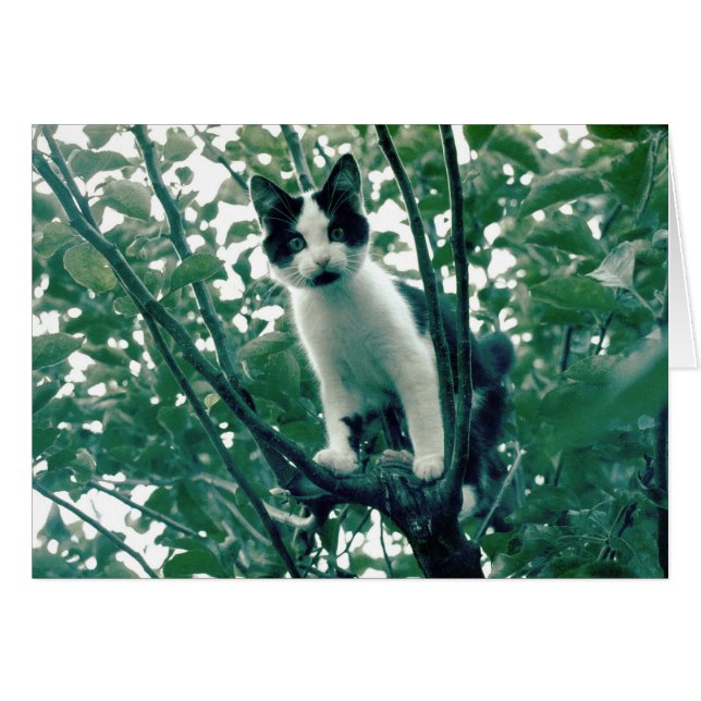 Kitten in an Apple Tree (Front Horizontal)