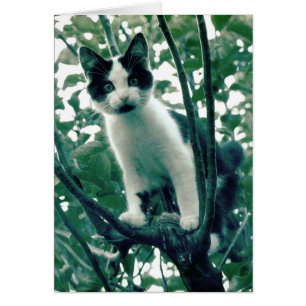 Kitten in an Apple Tree