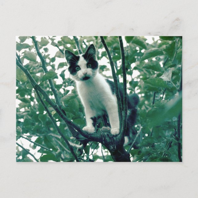 Kitten in an Apple Tree Postcard (Front)
