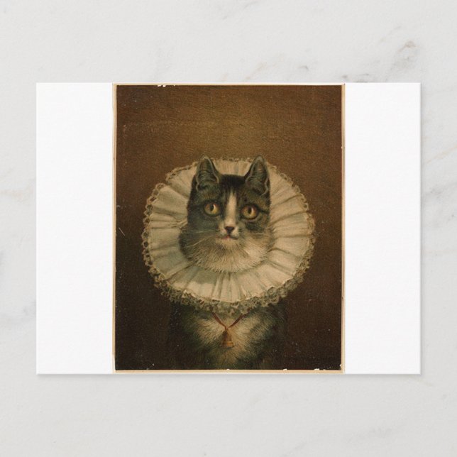 Kitten in an Elizabethan ruff Postcard (Front)